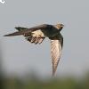 In volo il Cuculus canorus